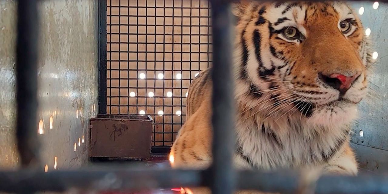 Участники проекта «Активный гражданин» выберут имя для амурского тигра﻿ из Московского зоопарка
