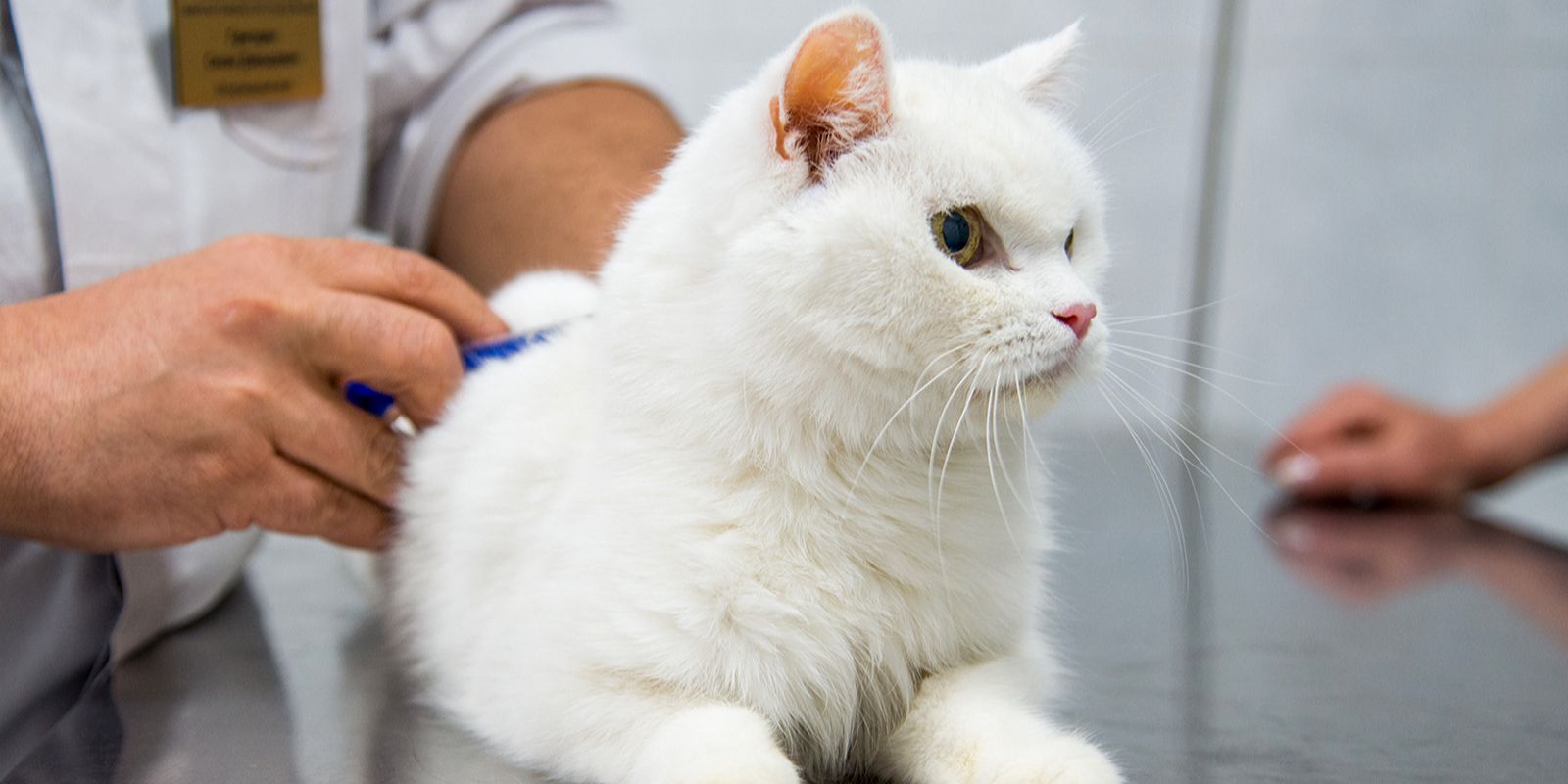 Правильное питание и забота: в День кошек москвичам рассказали, как сохранить здоровье питомца