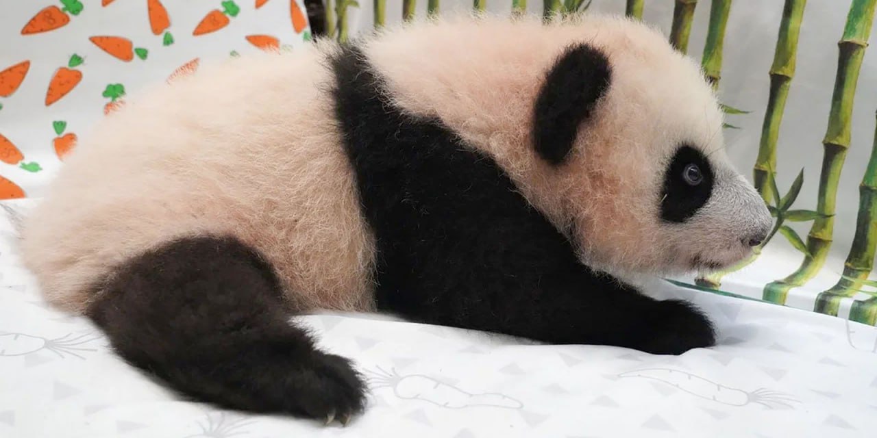 Участники голосования за лучшее имя для малышки-панды из Московского зоопарка могут выиграть брендированный мерч