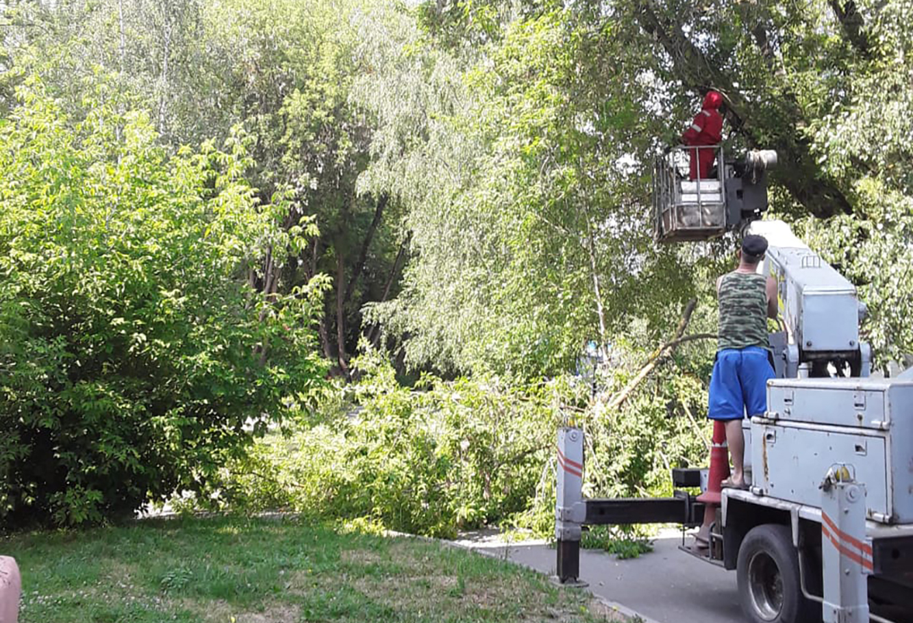 Проведены работы по выборочной обрезке деревьев в поселении Рязановское
