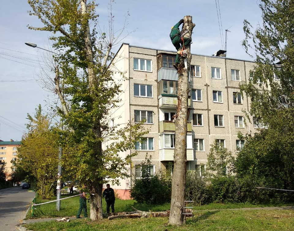 Подрядчики выполнили работы по удалению аварийных и сухих деревьев в поселении Рязановское