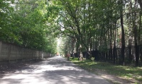 В поселении Рязановское ведутся работы по опиловке и вырубке  сухостойных деревьев