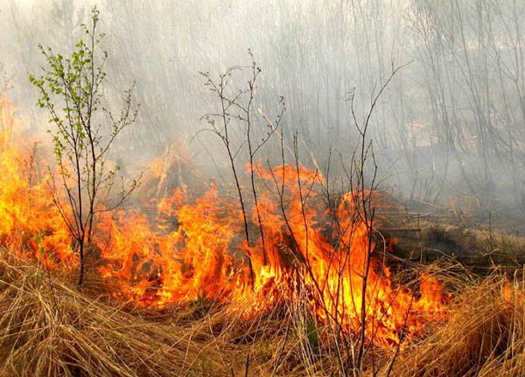О запрете выжигания сухой травы в весенне-летний пожароопасный период