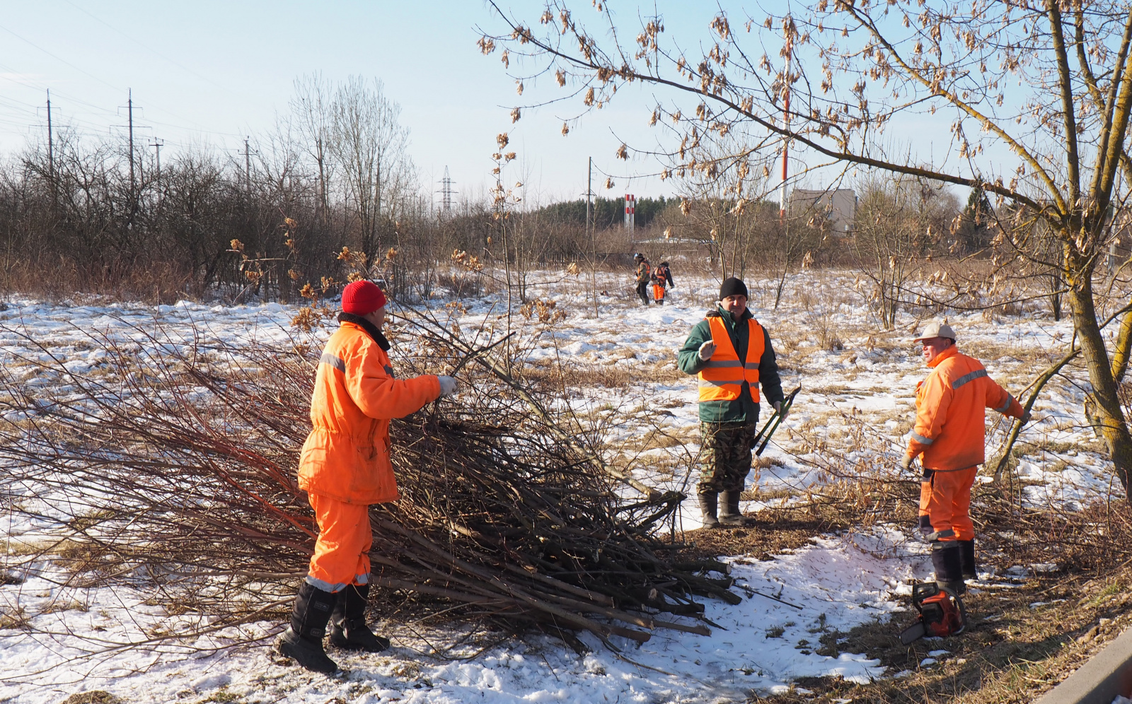 Санитарная обрезка деревьев проводится в поселении Рязановское