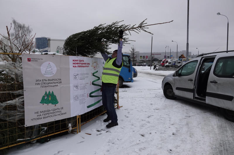 Более девяти тысяч елок сдали москвичи на утилизацию после Нового года