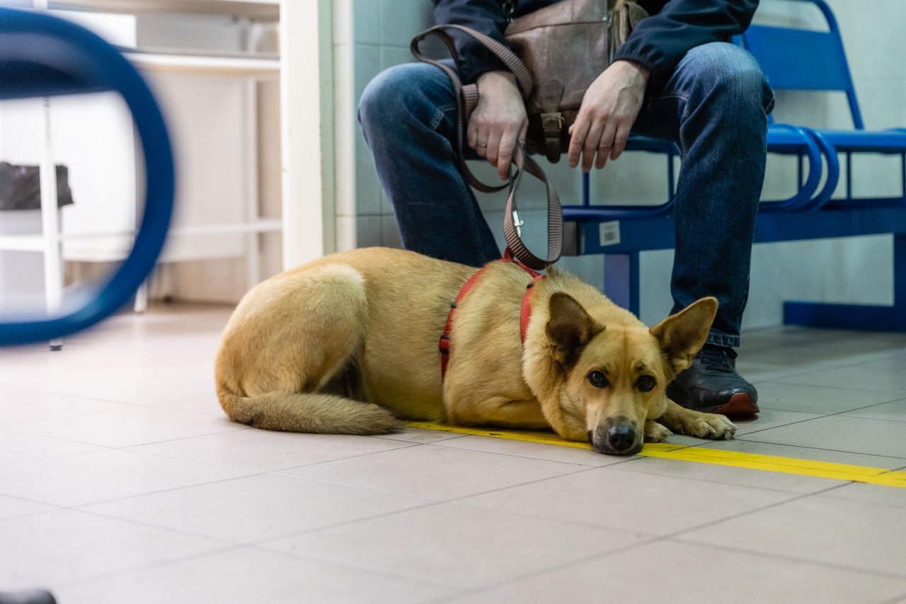 В Москве работает круглосуточный контакт-центр для владельцев животных